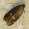 Borkhausenia minutella